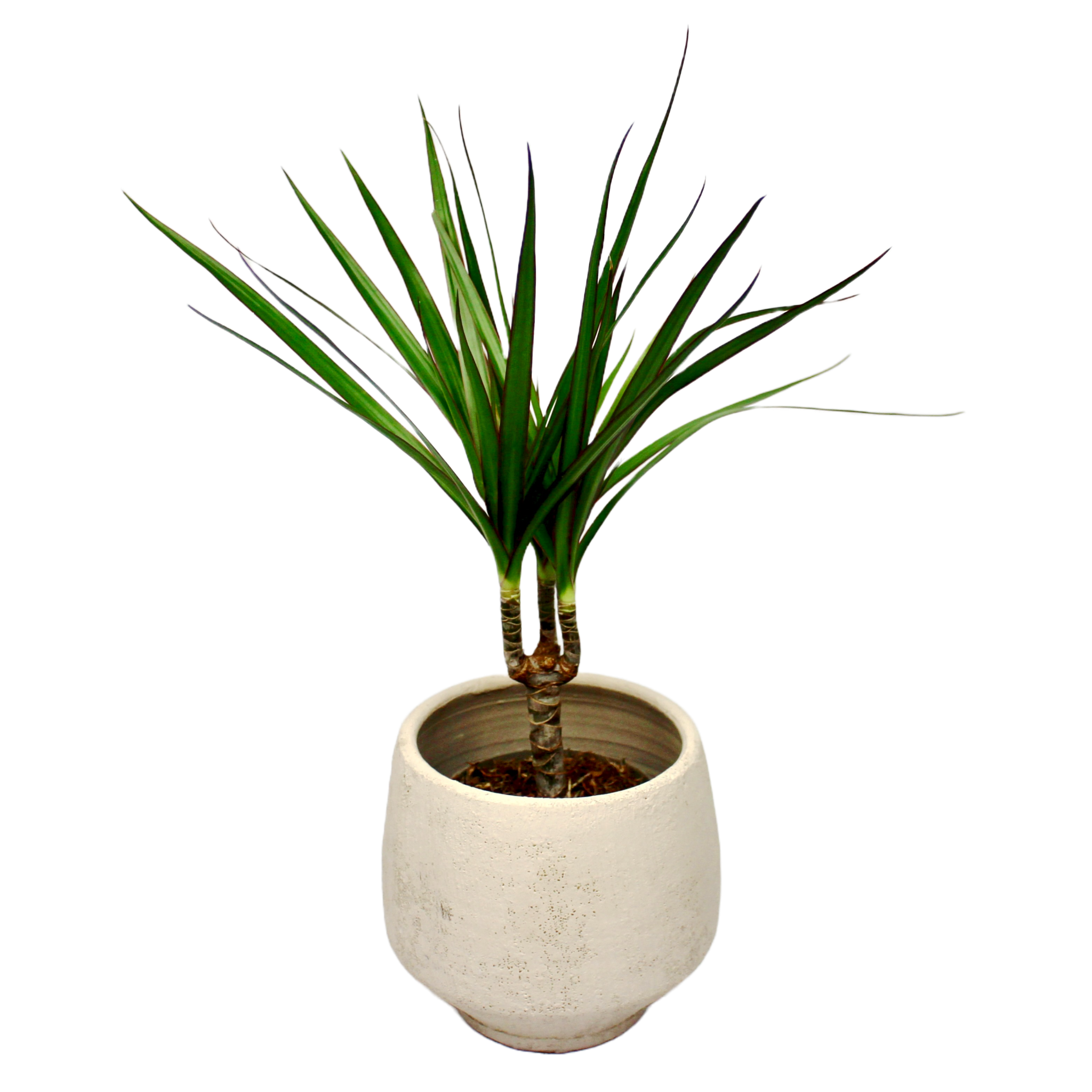 Dracaena Marginata The Archway Planter