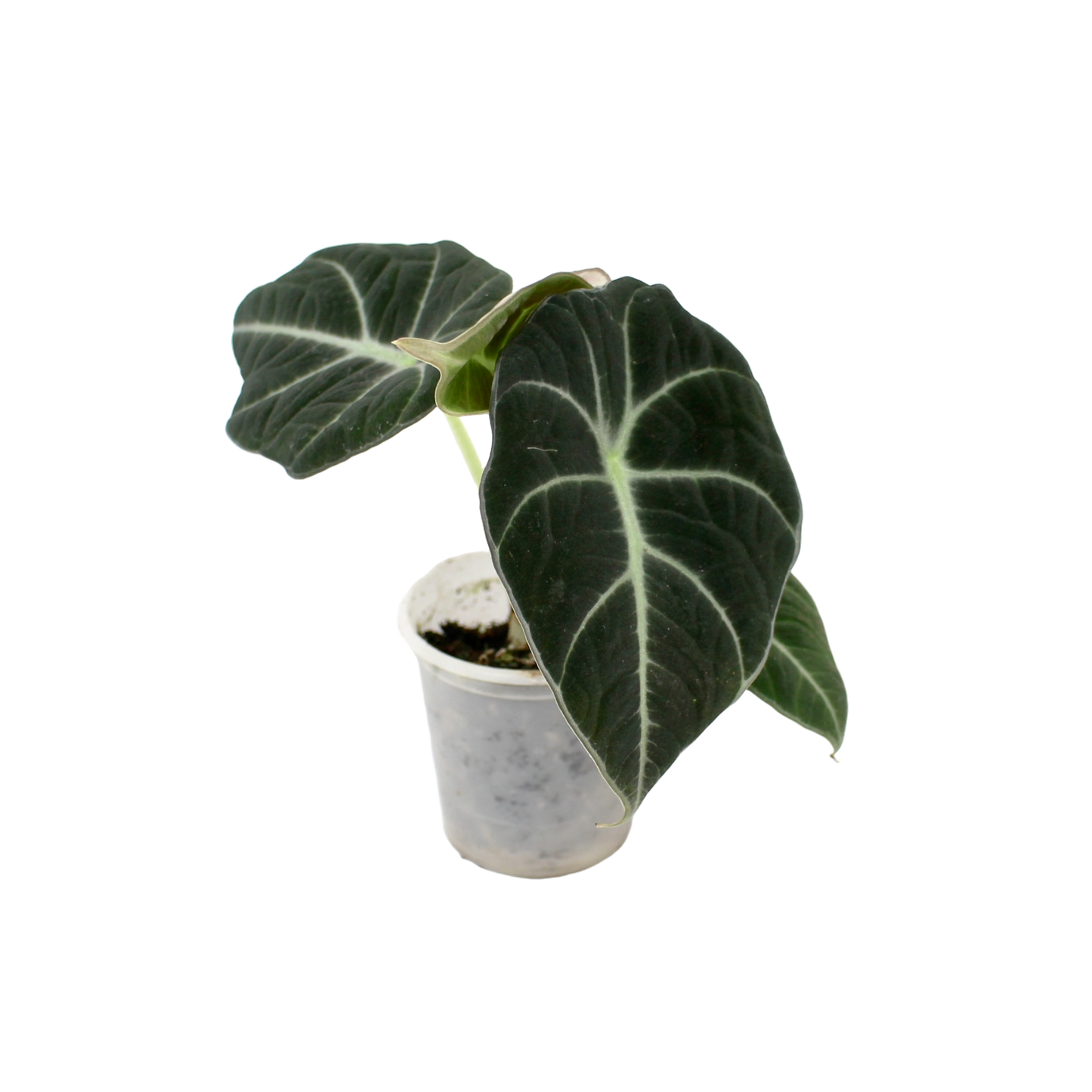 Alocasia Black Velvet (Alocasia Reginula)