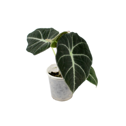 Alocasia Black Velvet (Alocasia Reginula)