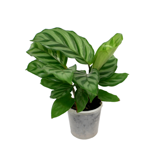 Calathea Freddie