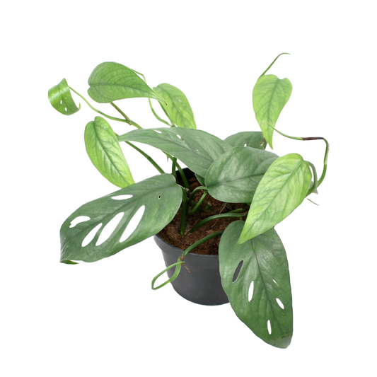 Cebu Blue Pothos