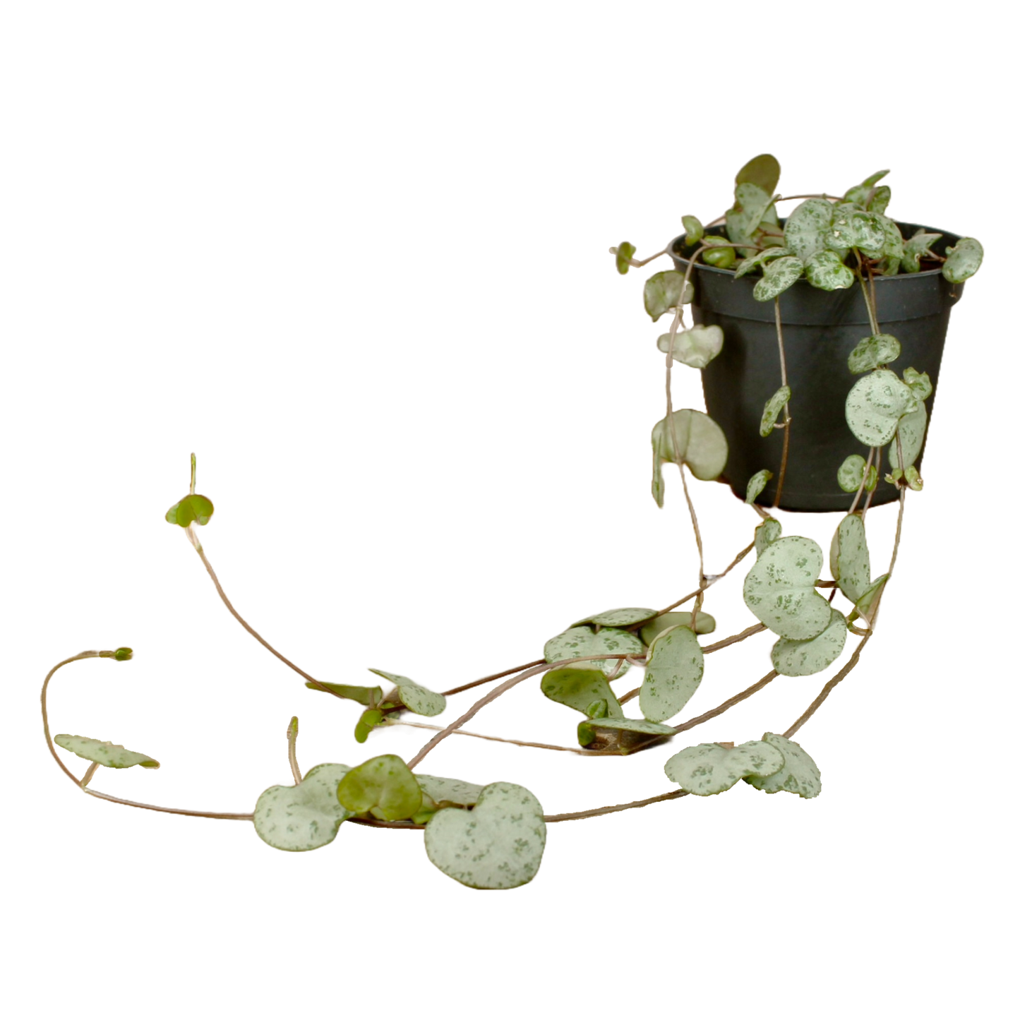 String of Hearts (Ceropegia Woodii)