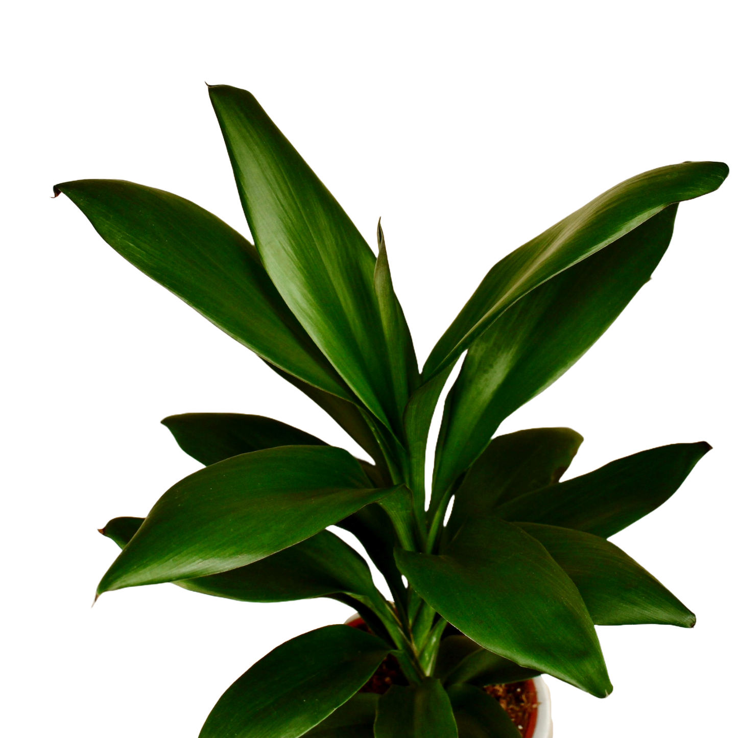 Cordyline Fruticosa Glauca (Green Ti Plant)