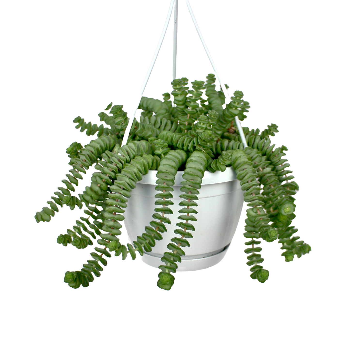 Crassula Marnieriana Hottentot (Jade Necklace)