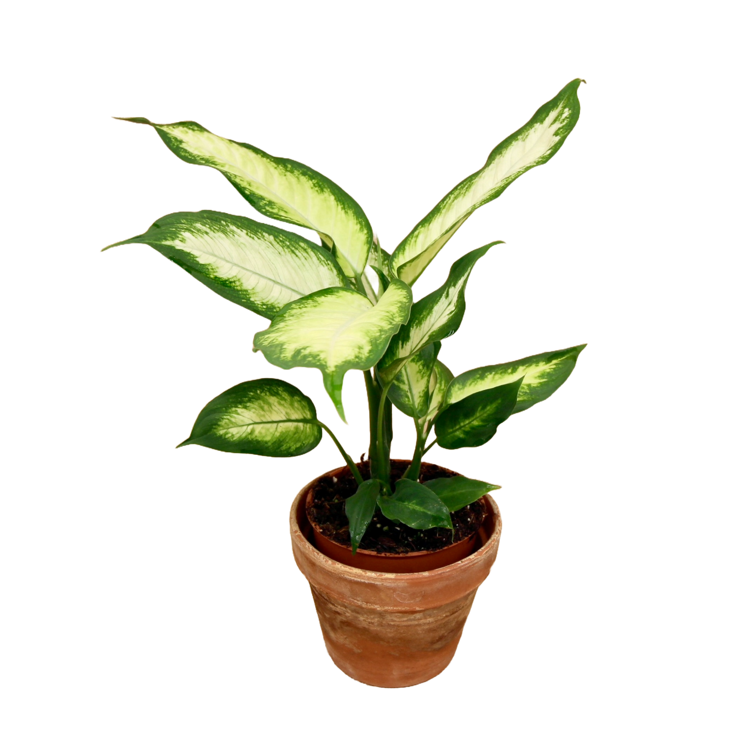 Dieffenbachia Camilla (Dumb Cane)