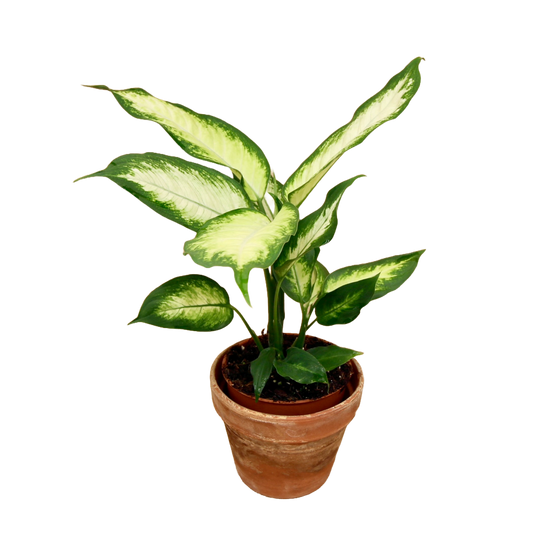 Dieffenbachia Camilla (Dumb Cane)