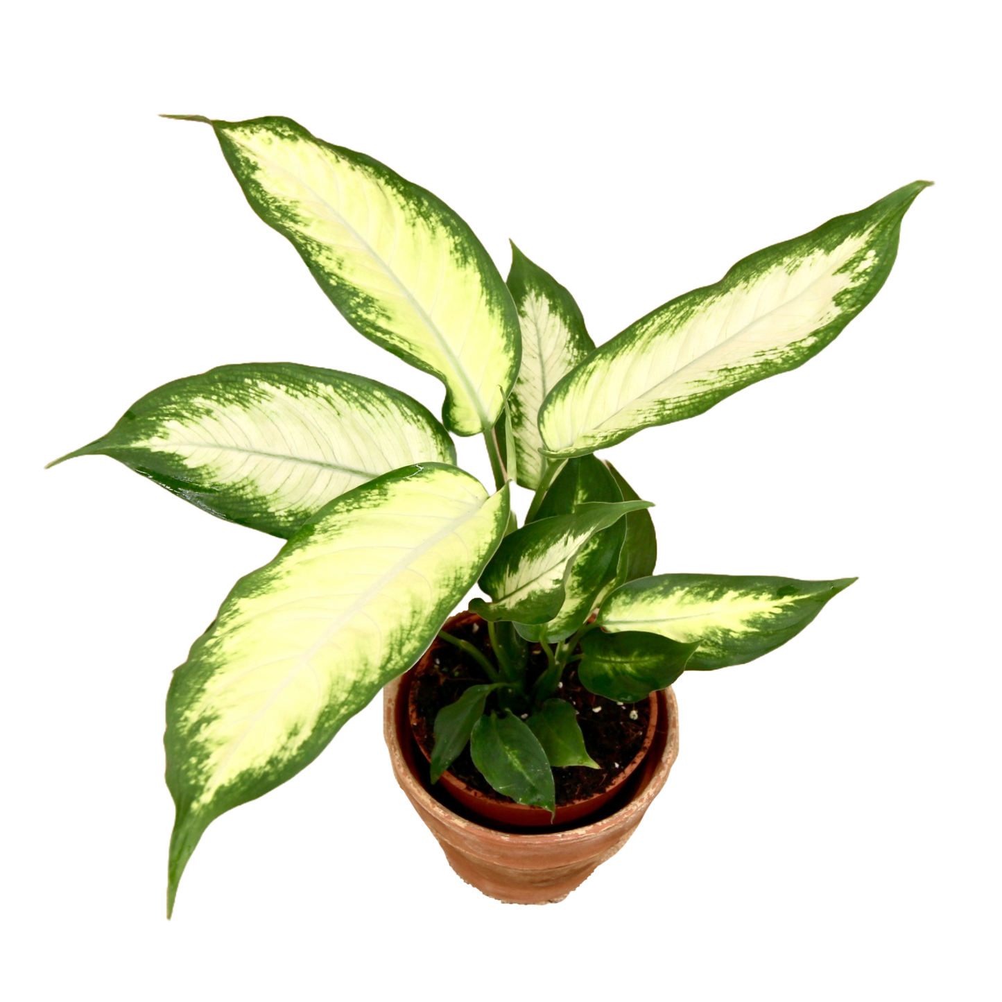 Dieffenbachia Camilla (Dumb Cane)