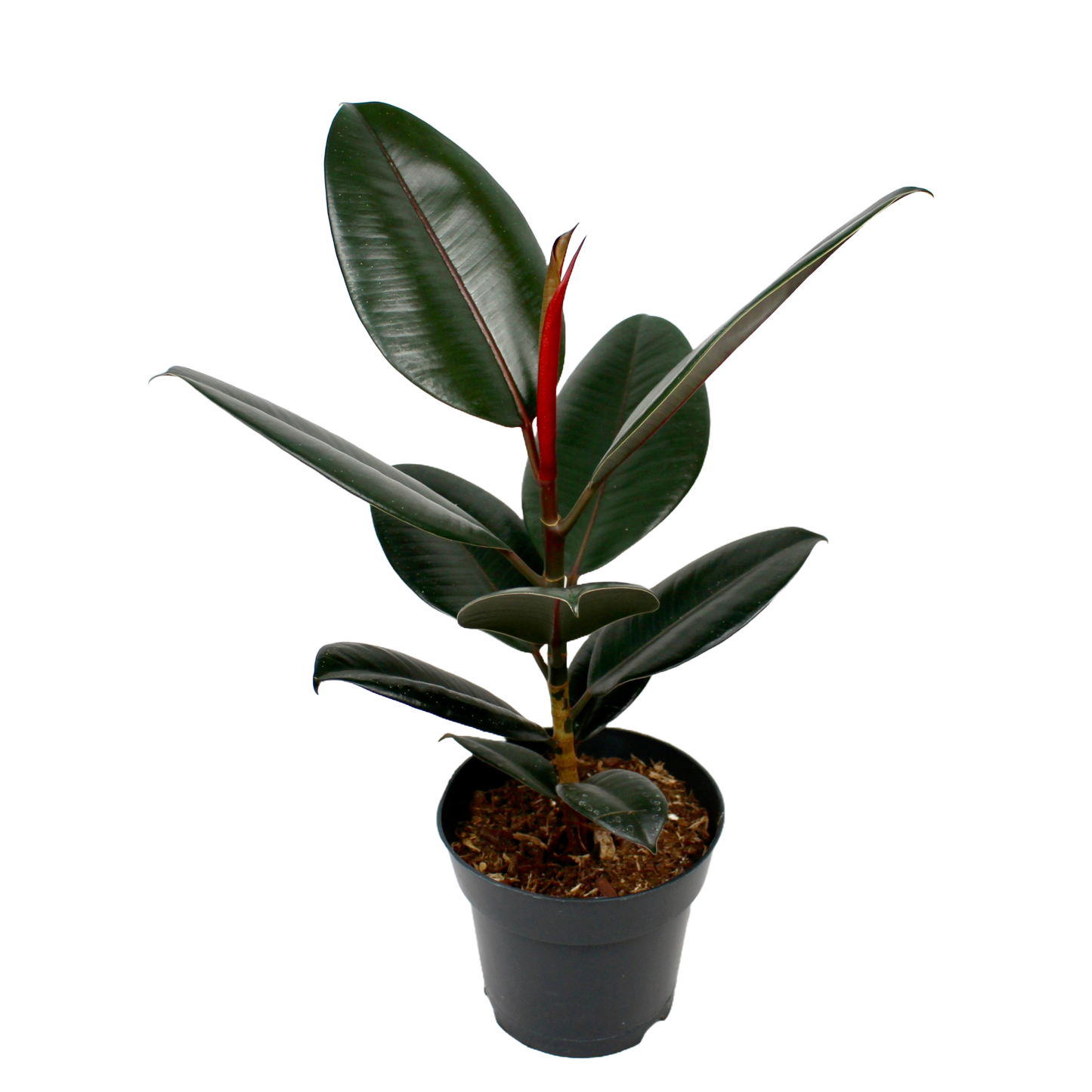 Ficus Elastica Abidjan (Rubber Plant)