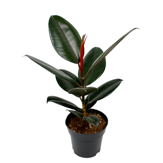 Ficus Elastica Abidjan (Rubber Plant)