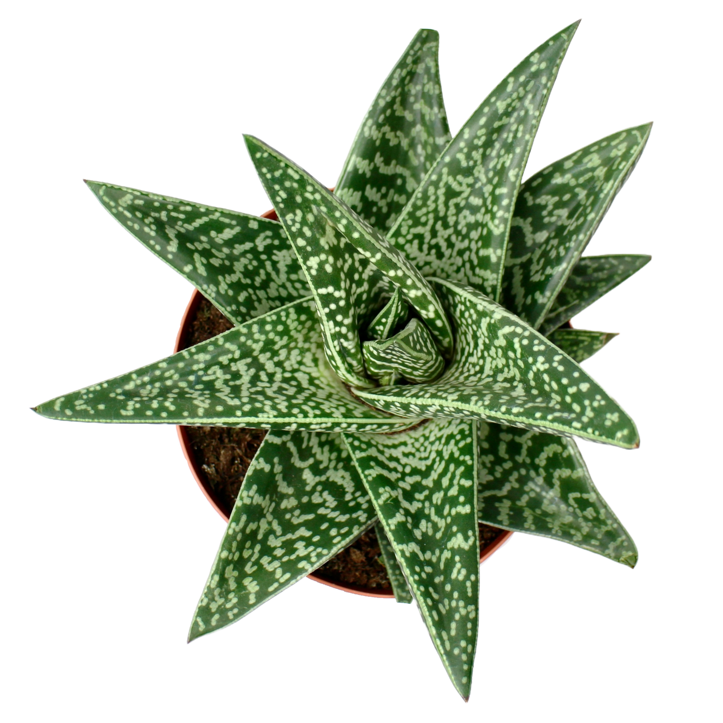 Gasteraloe 'Aveo'