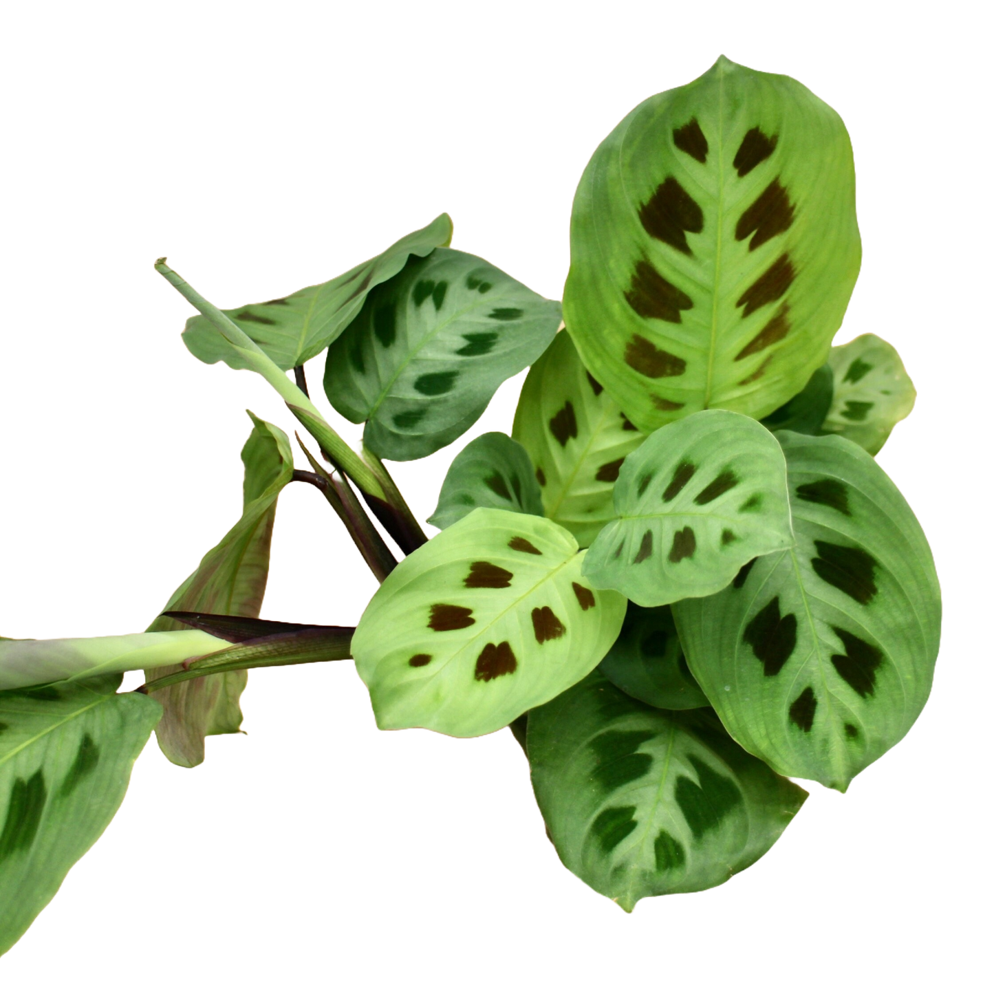 Maranta Leuconeura Kerchoveana (Prayer Plant)