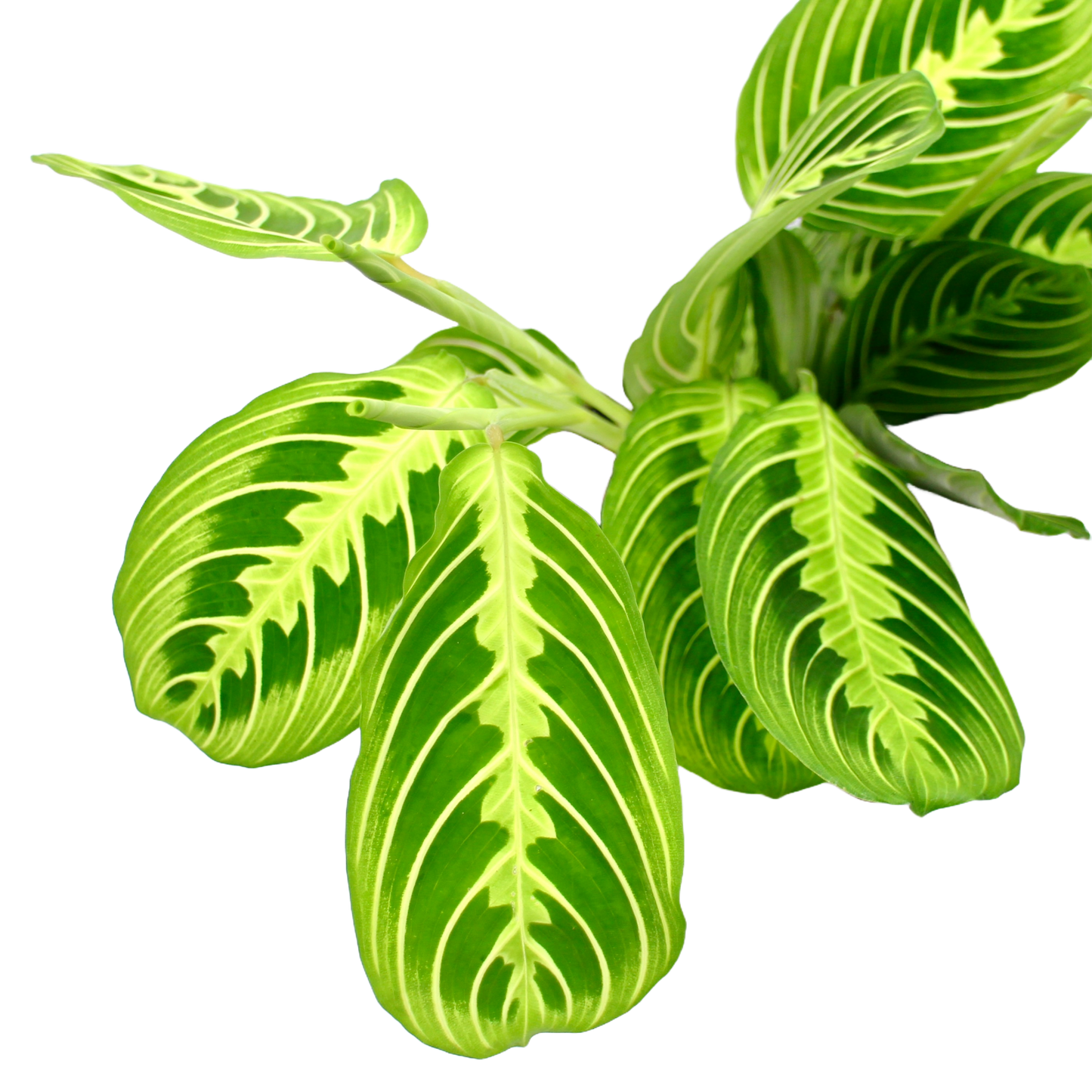 Maranta Lemon Lime (Prayer Plant)