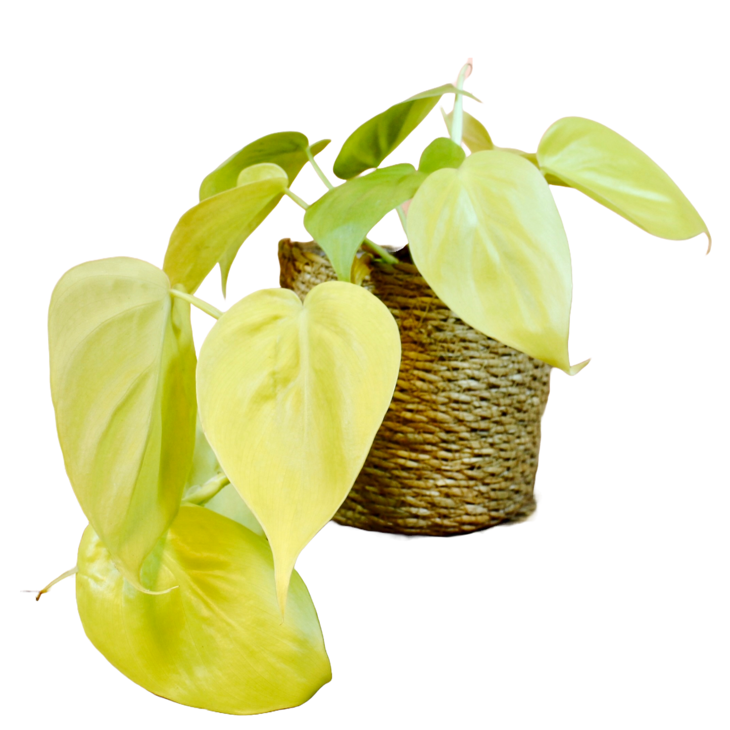 Philodendron Micans 'Lime'