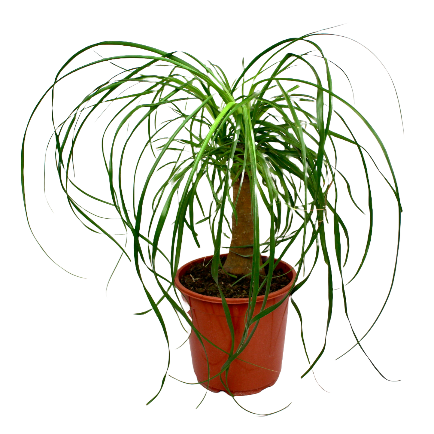 Ponytail Palm (Beaucarnea Nolina Recurvata)