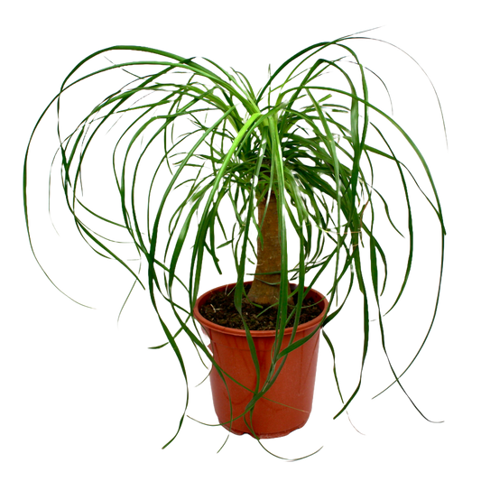 Ponytail Palm (Beaucarnea Nolina Recurvata)