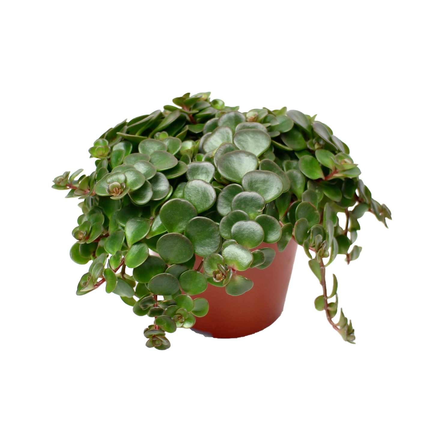 Sedum Makinoi ‘Tornado’