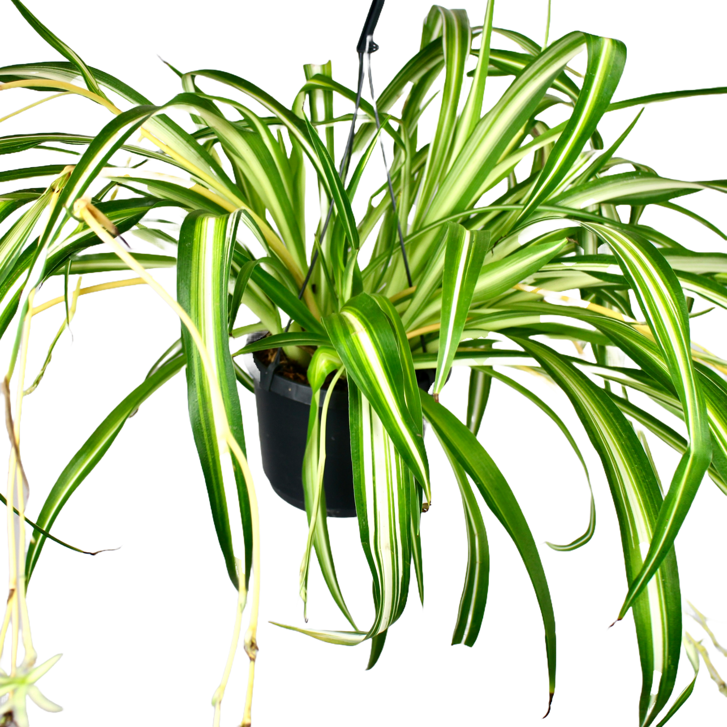 Spider Plant (Chlorophytum Variegatum)