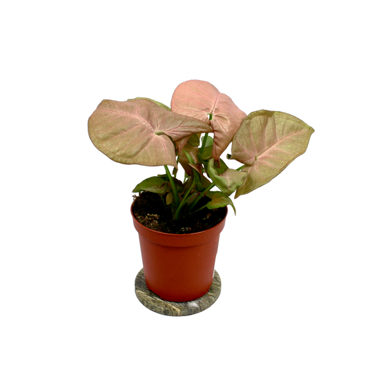 Syngonium Neon Robusta (Pink Arrowhead)