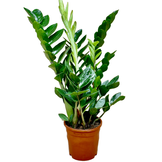 Zamioculcas Zamiifolia (ZZ Plant)