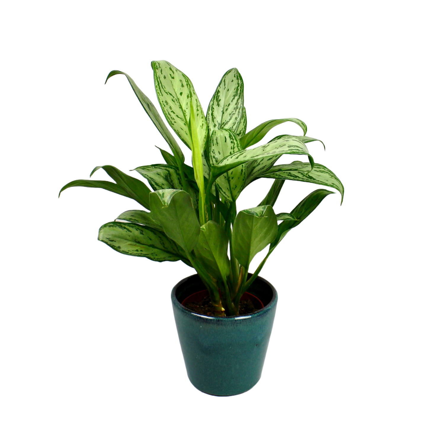 Aglaonema Silver Bay (Chinese Evergreen)