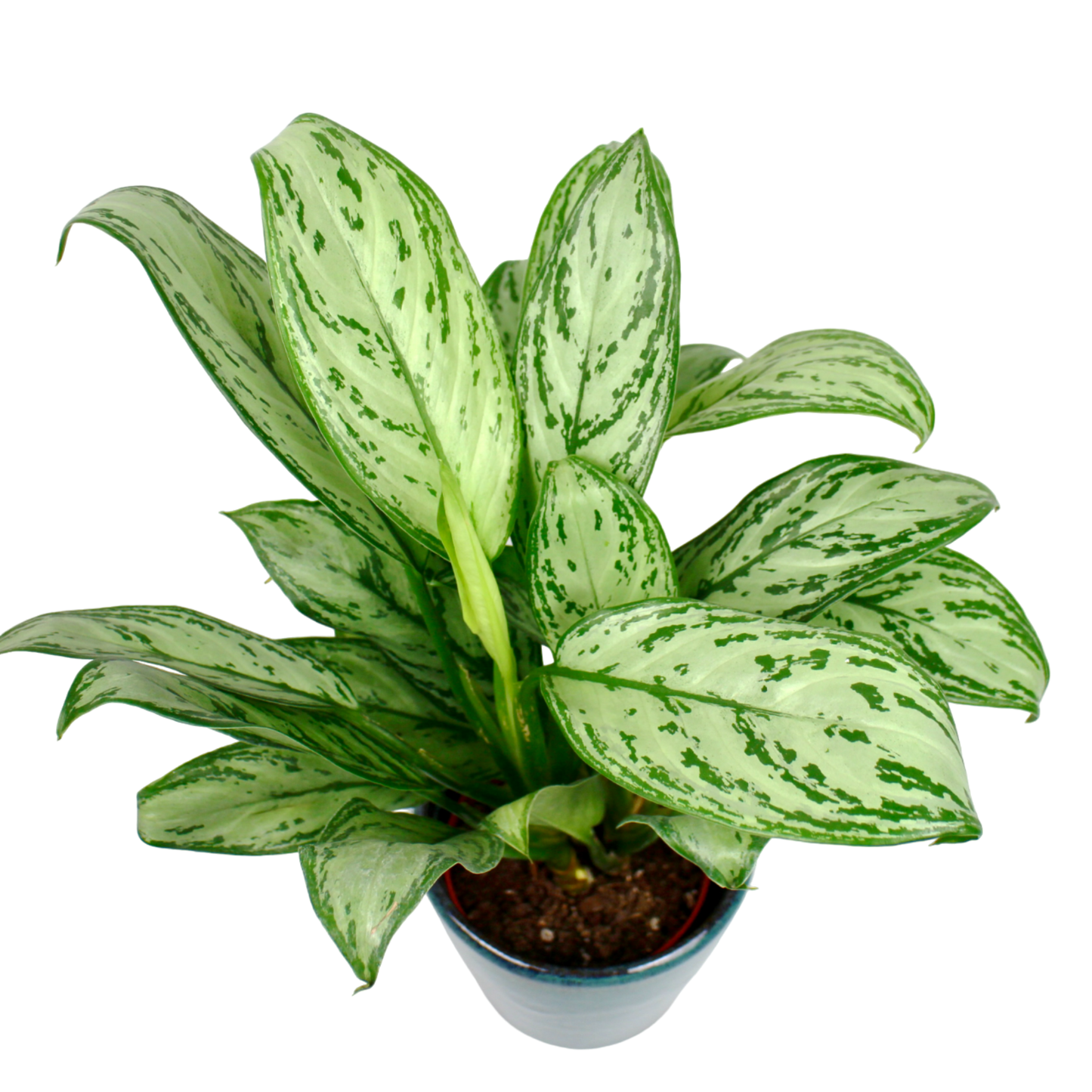 Aglaonema Silver Bay (Chinese Evergreen)