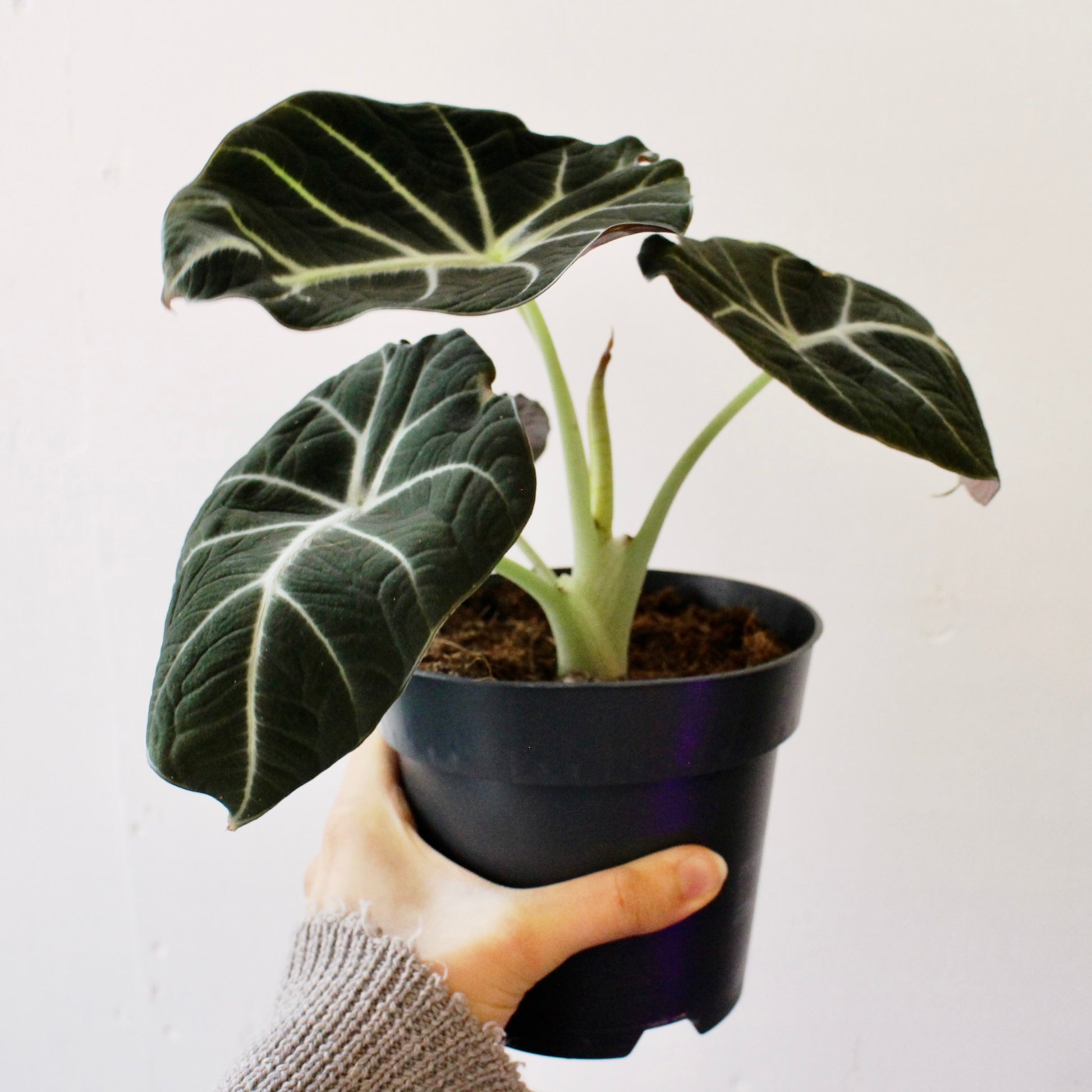 Medium size alocasia 'black velvet' houseplant in 14cm diameter nursery pot.