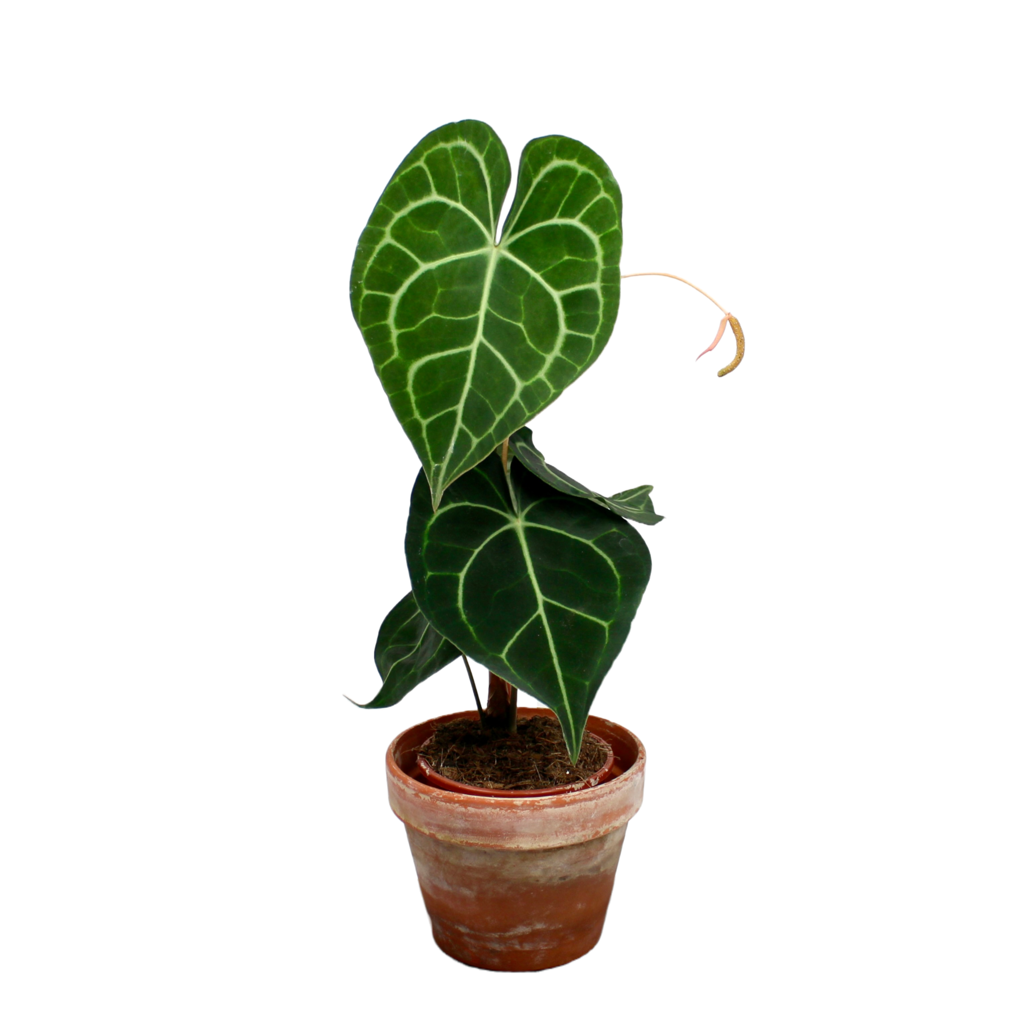 Anthurium Clarinervium – The Archway Planter