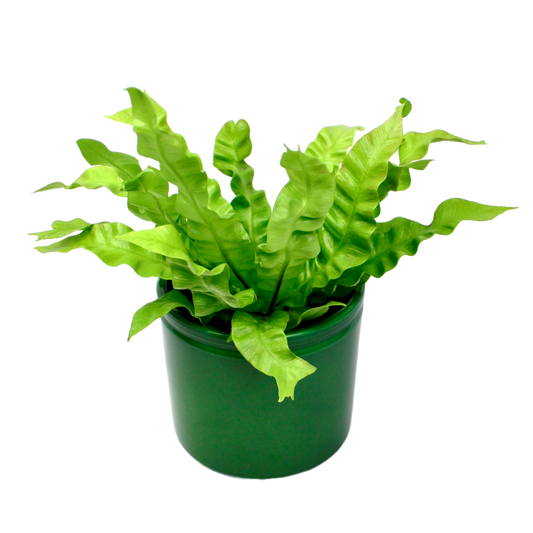 Asplenium 'Crispy Wave' (Bird's Nest Fern)