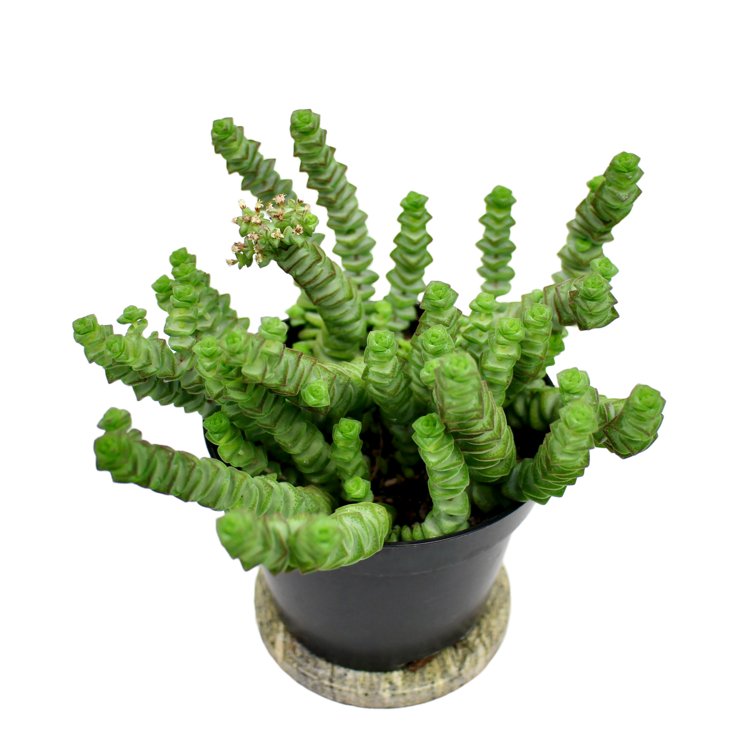 Crassula Marnieriana Hottentot (Jade Necklace)