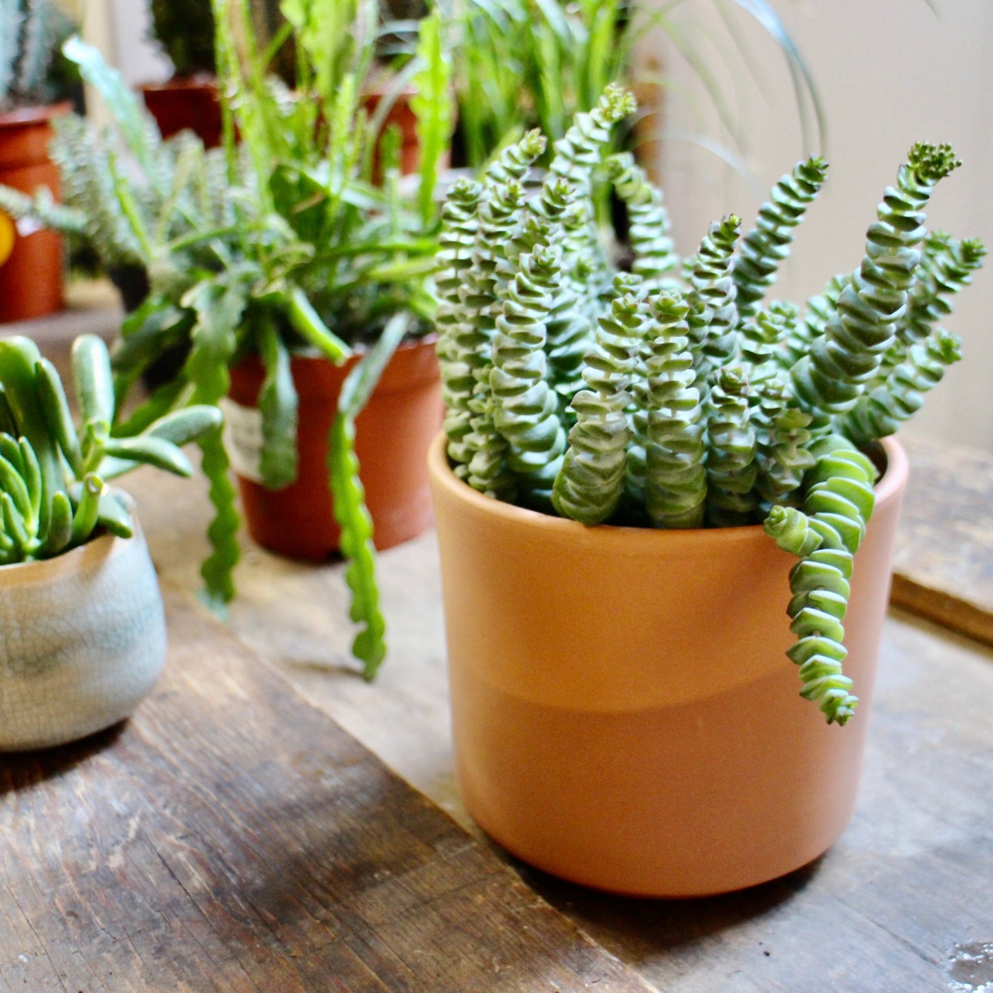 Crassula Marnieriana Hottentot (Jade Necklace)