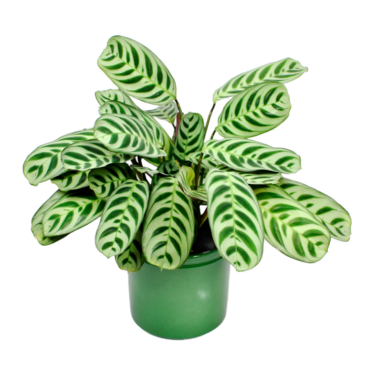 Ctenanthe Burle-Marxii 'Amabilis' (Prayer Plant)