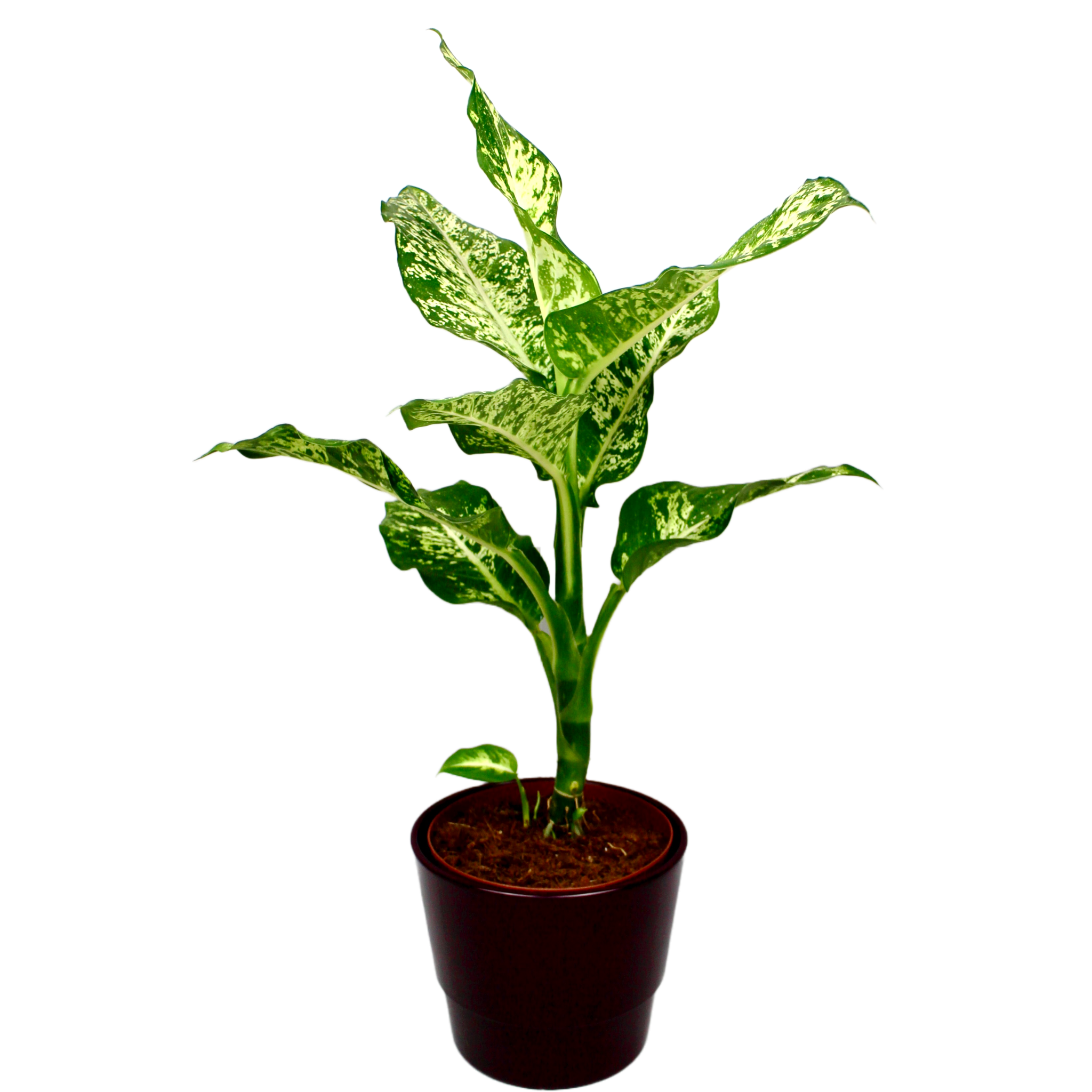 Dieffenbachia Compacta Dumb Cane The Archway Planter