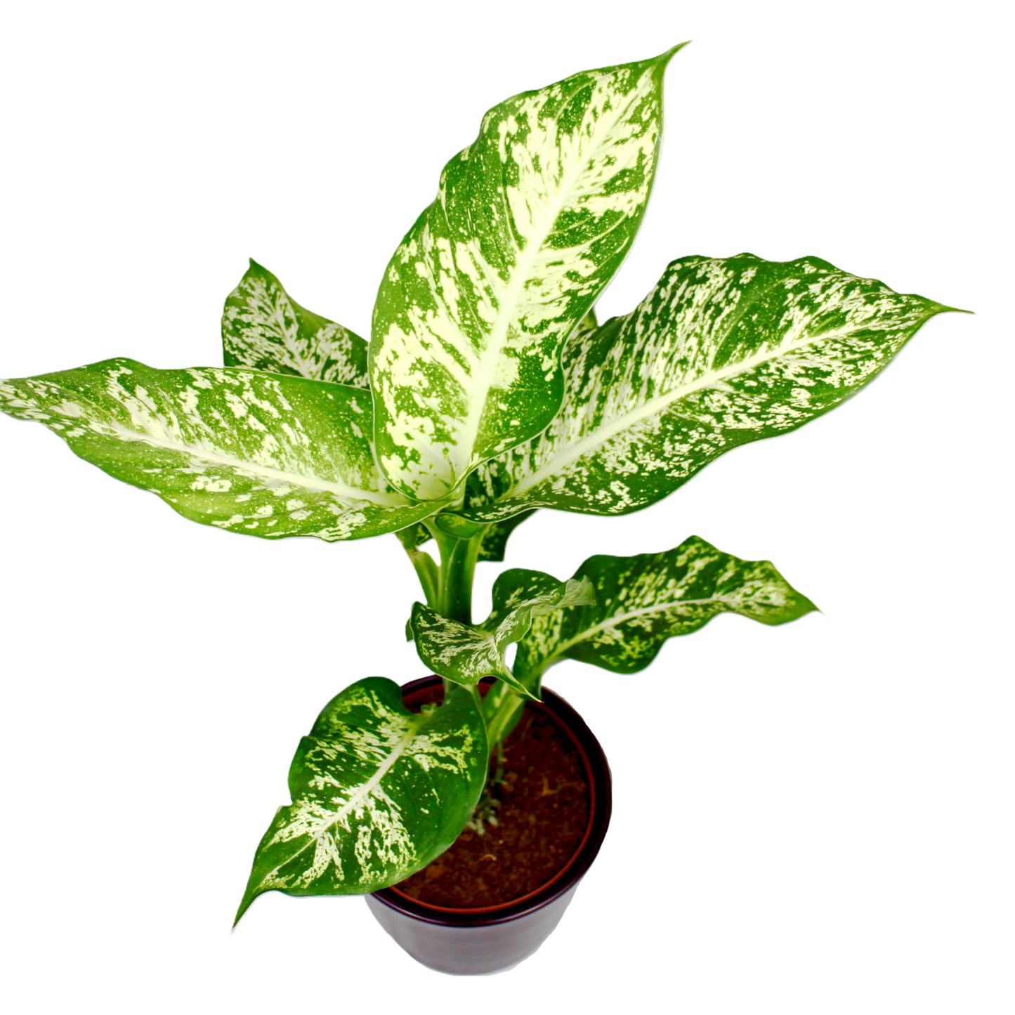 Dieffenbachia Compacta (Dumb Cane)