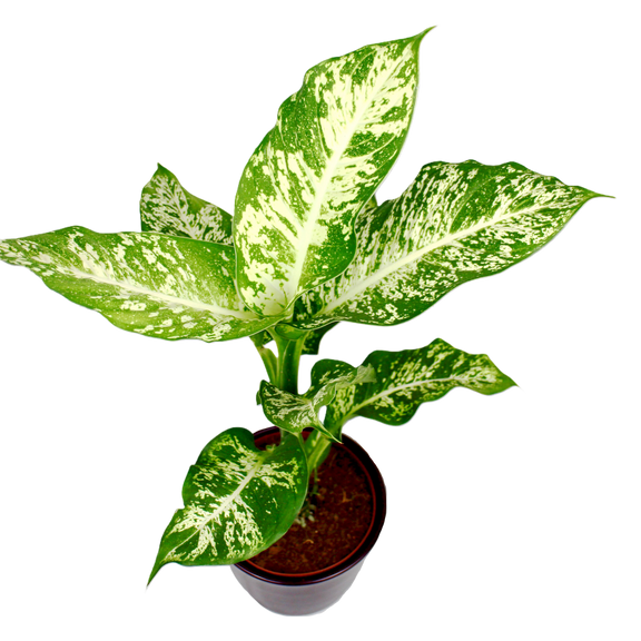 Dieffenbachia 'Mars' (Dumb Cane) – The Archway Planter