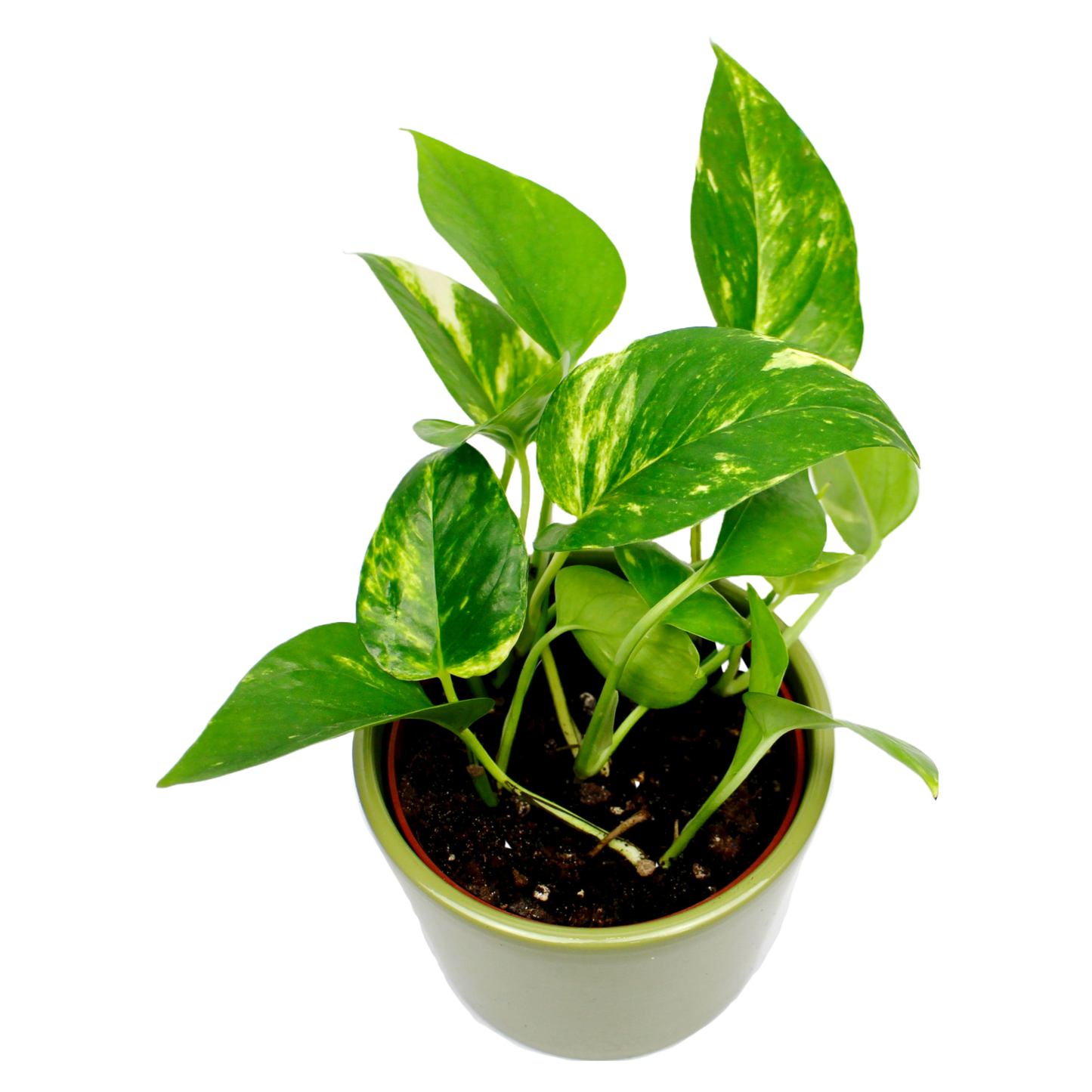 Golden Pothos (Devil's Ivy, Scindapsus Aureus)