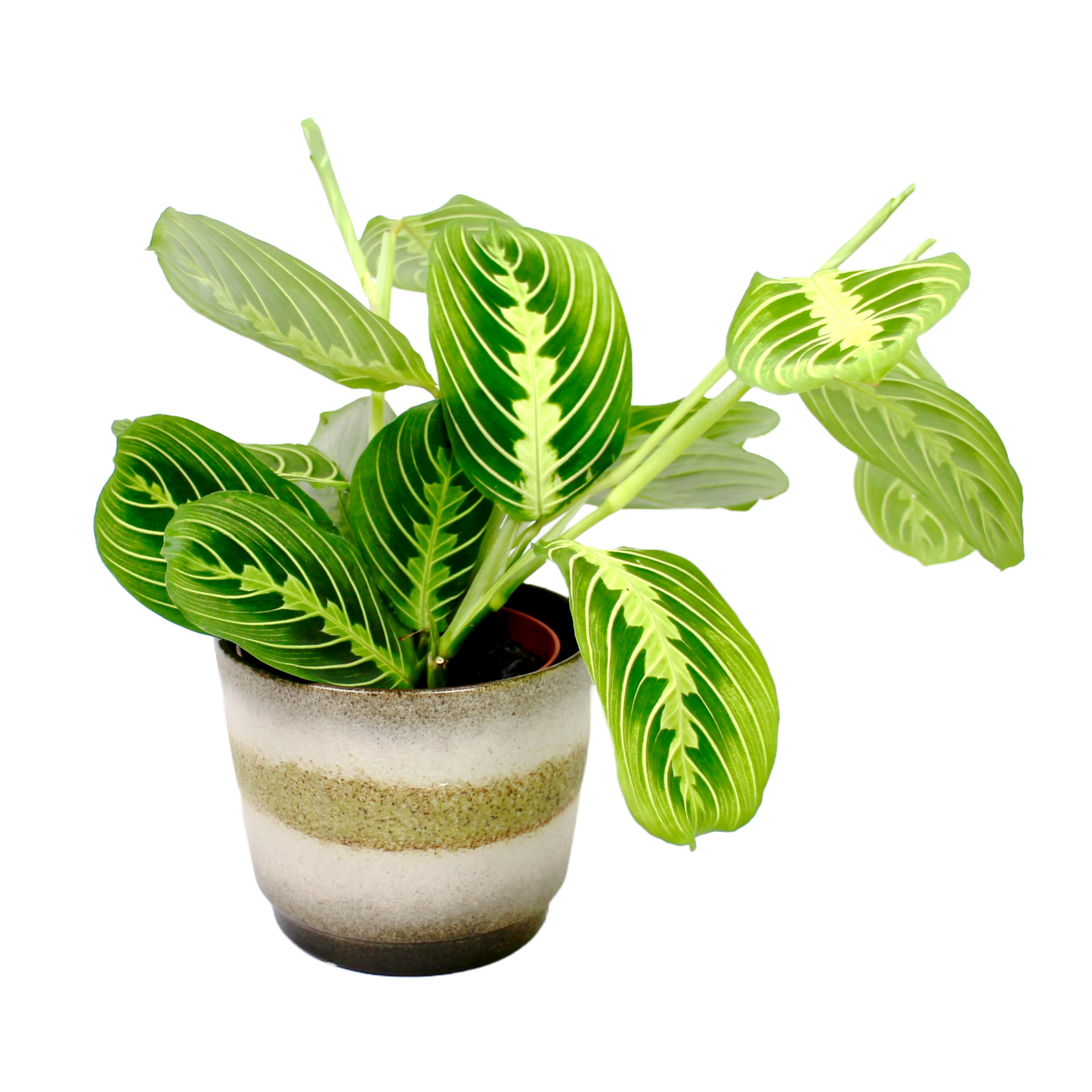 Maranta Lemon Lime (Prayer Plant)