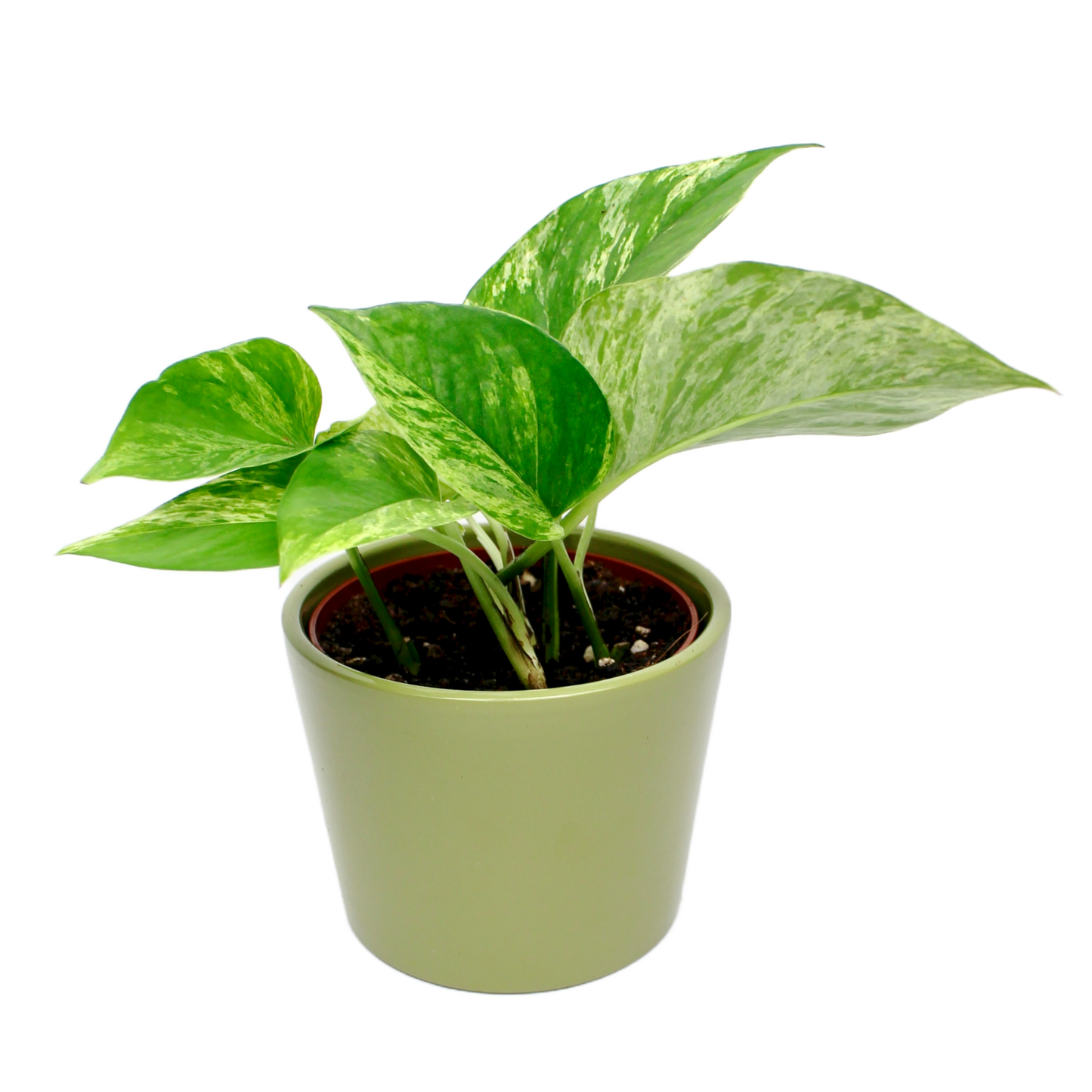 Marble Queen Pothos (Epipremnum Pinnatum)