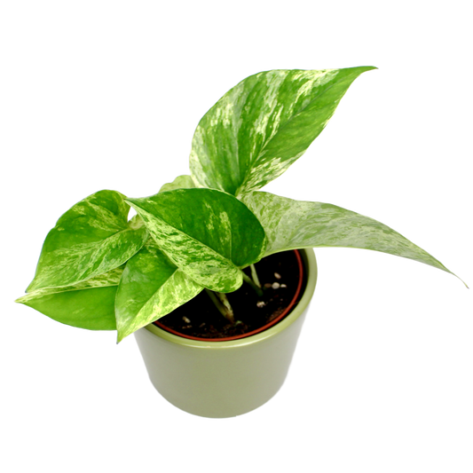 Marble Queen Pothos (Epipremnum Pinnatum)