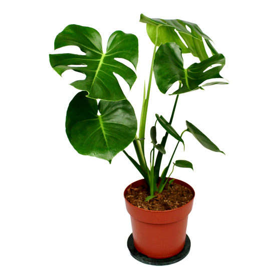 Monstera (Swiss Cheese Plant)