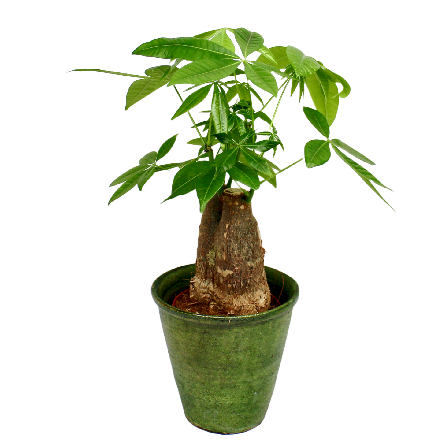 Pachira Aquatica - Single Trunk (Money Tree)