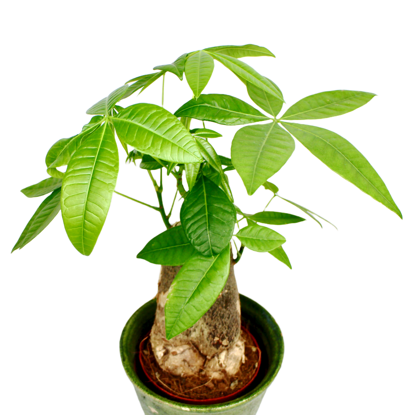 Pachira Aquatica - Single Trunk (Money Tree)