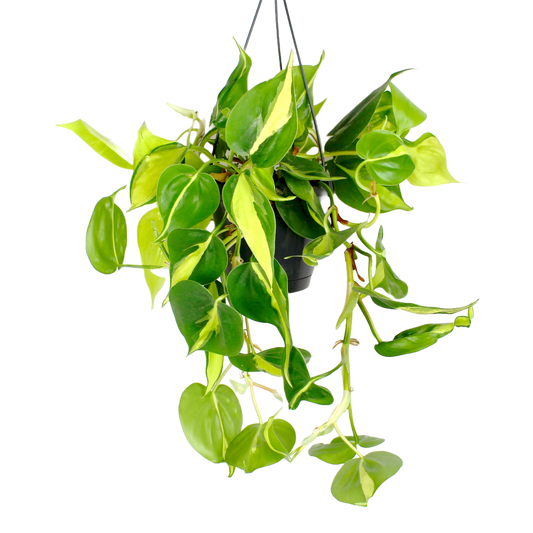 Philodendron Scandens Brasil ~ Hanging