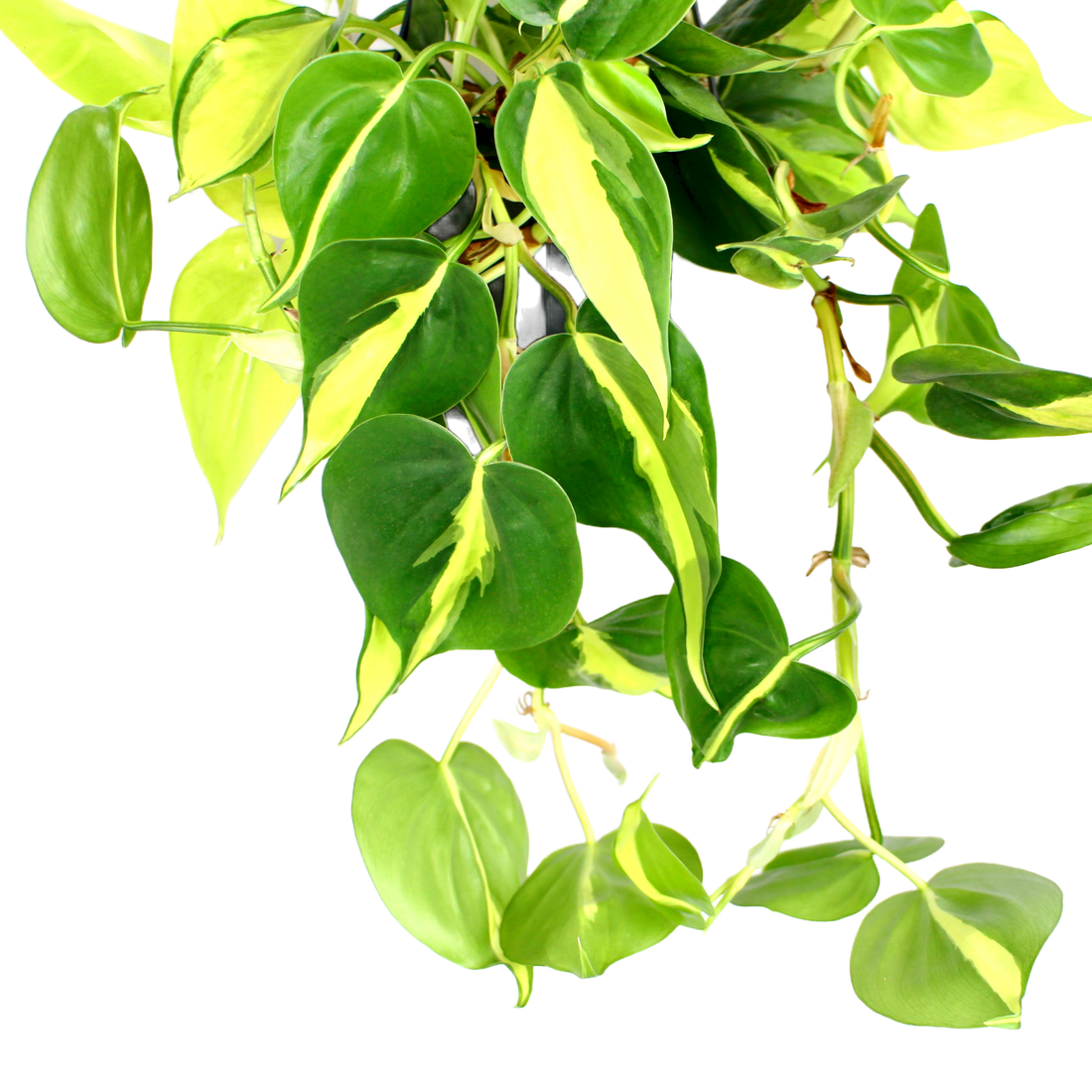 Philodendron Scandens Brasil Hanging The Archway Planter