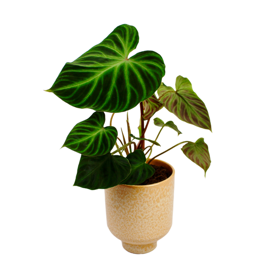 Philodendron Verrucosum