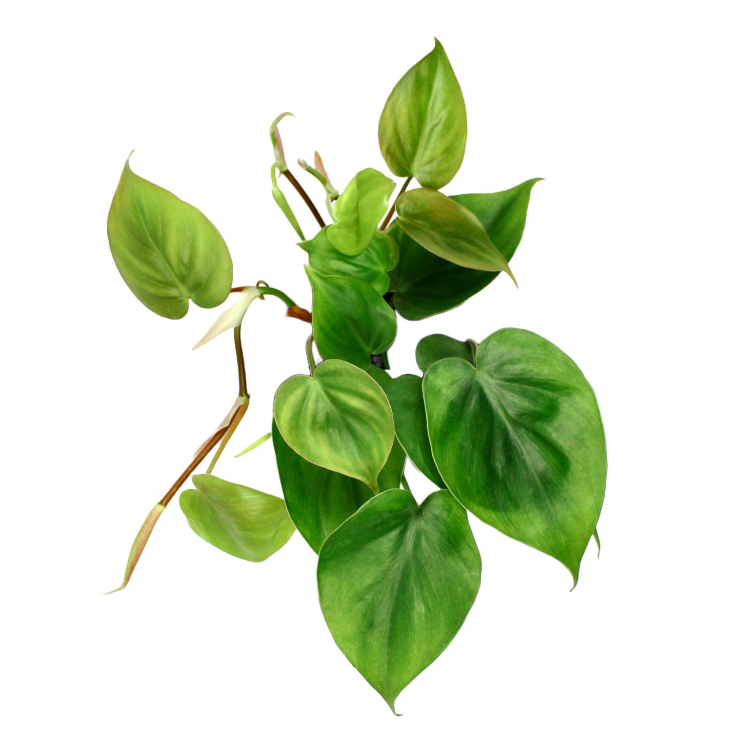 Philodendron Scandens (Heart Leaf Philodendron)