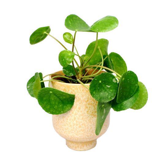 Pilea White Splash (Peperomioides)