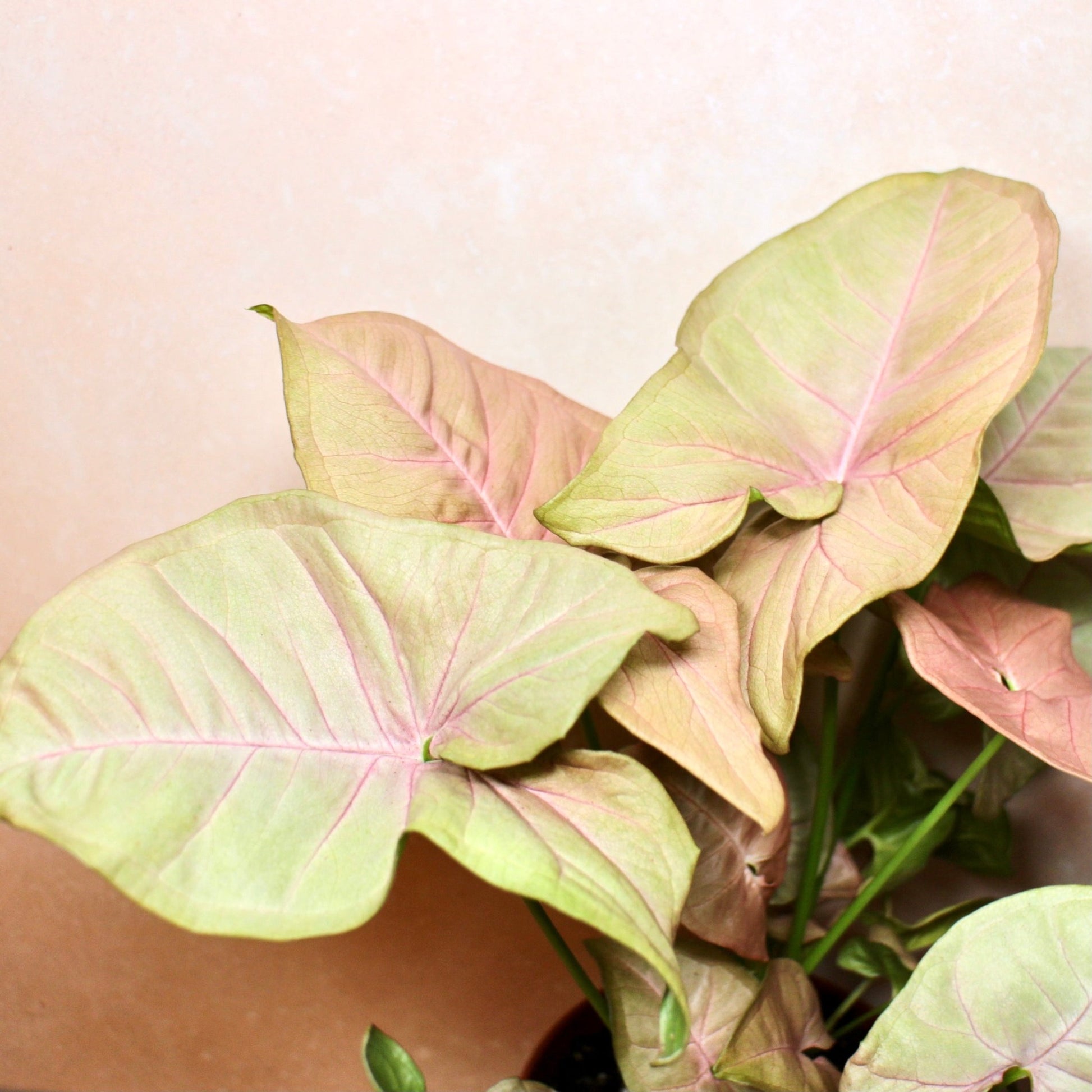 Close up of Syngonium Neon Robusta (Pink Arrowhead)