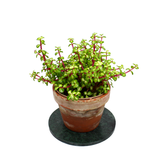 Portulacaria Afra Mediopicta