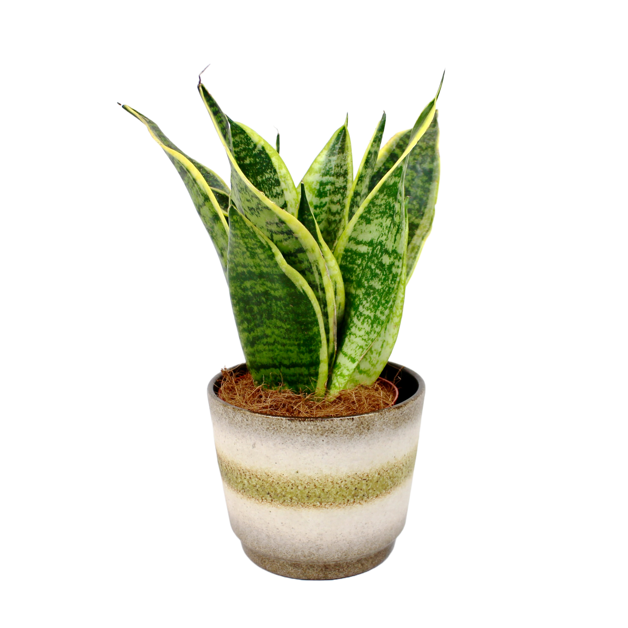 Sansevieria Trifasciata 'Futura Superba' (Snake Plant) – The Archway ...