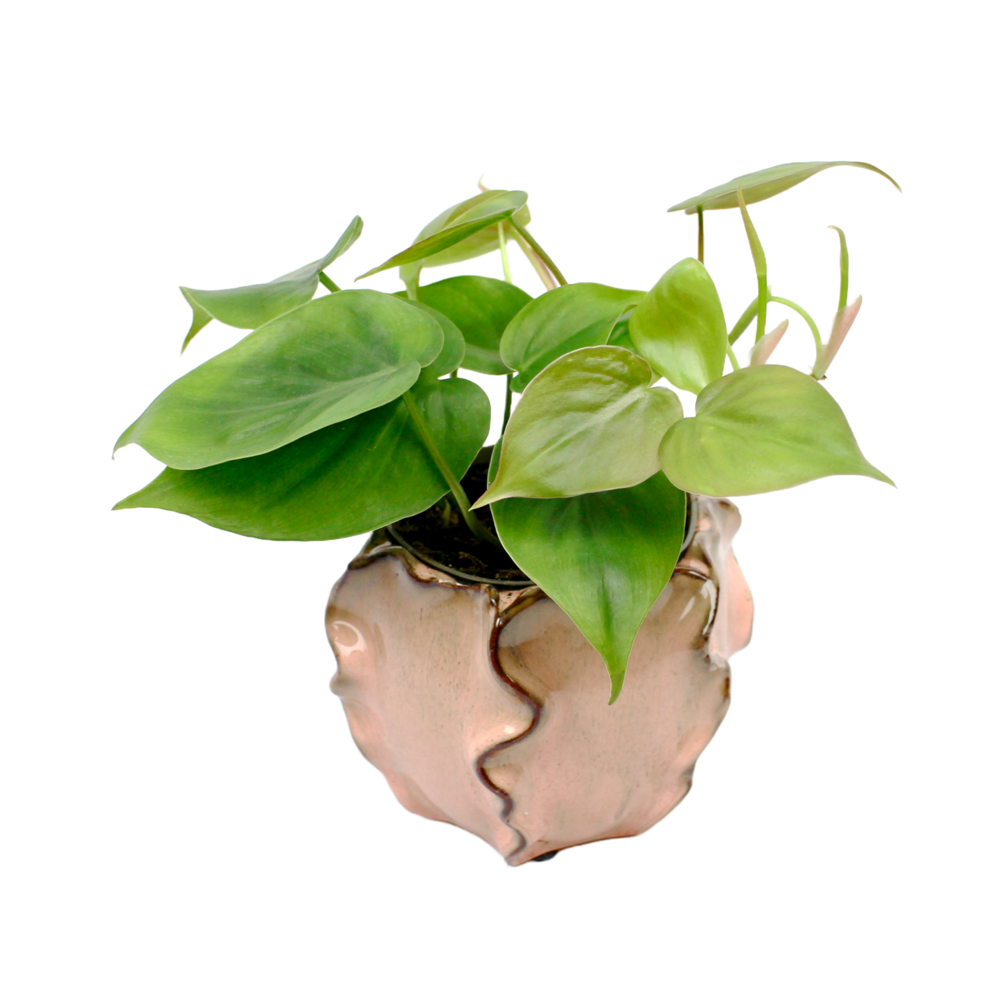 Philodendron Scandens (Heart Leaf Philodendron)